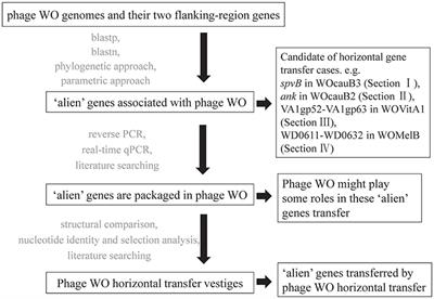 Bacteriophage WO Can Mediate Horizontal Gene Transfer in Endosymbiotic Wolbachia Genomes